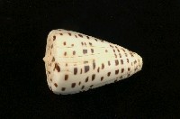 藏品(黑星芋螺)的圖片